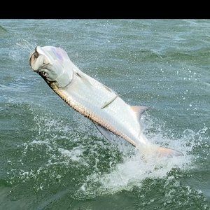 Meet your Posher, Bryan